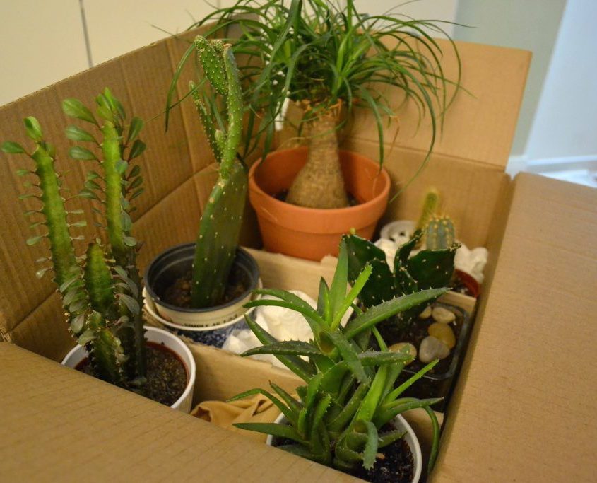 Moving Household Plants Successfully